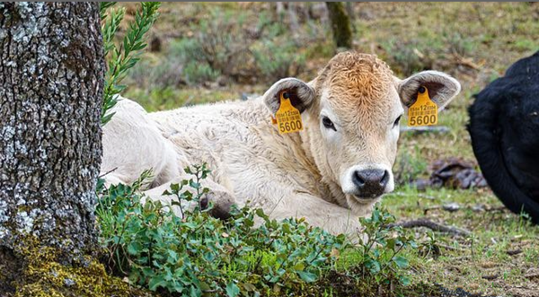 1595715313122648066.png 1595715313122648066.png